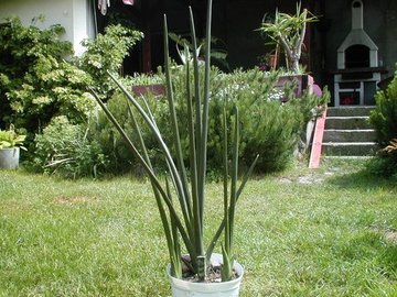 Sansevieria cylindrica